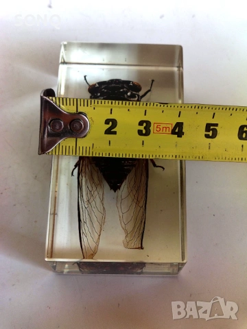 Страхотна Колекция Хербарий От Буболечки,Насекоми, снимка 12 - Колекции - 53137155