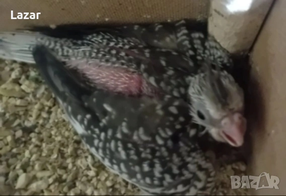 Продавам малки корели, снимка 2 - Папагали - 53657313