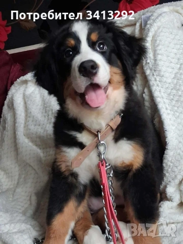 Бернски зененхунд / Швейцарска овчарка , снимка 3 - Бернска овчарка - 53012990