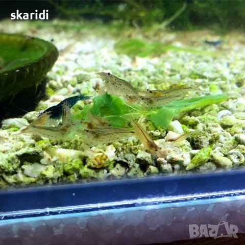 Аманови скариди собствено производство, снимка 2 - Рибки - 39301806