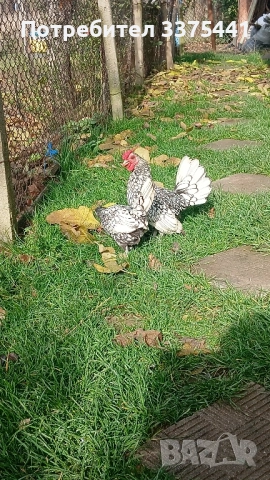 продавам кокошки и петли сребърен зибрайт , снимка 6 - Други животни - 52406448