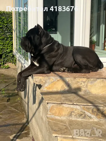 Кане корсо за разплод, снимка 5 - Кане корсо - 48857600
