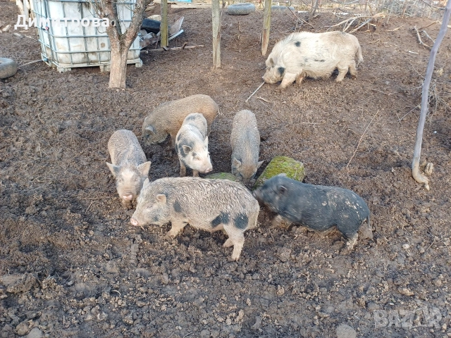 Разменям виетнамски прасета за други животни или зърно, снимка 12 - Прасета - 52406042