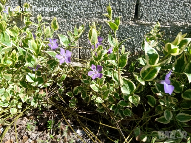 Пъстролистна винка , снимка 4 - Градински цветя и растения - 53658604