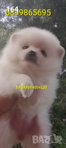 Бели Померани. Момиче и момче. Реални снимки !, снимка 5 - Померан - 52930796