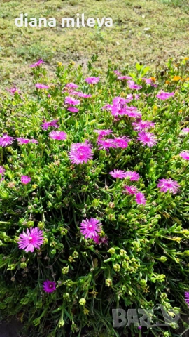 Делосперма (Delosperma cooperii), вечнозелено многогодишно сукулентно растение, снимка 5 - Градински цветя и растения - 53567133