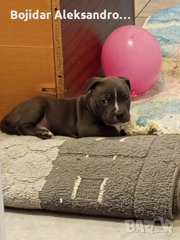 американски питбул/були .налично мъжко , снимка 7 - Питбул - 52580071