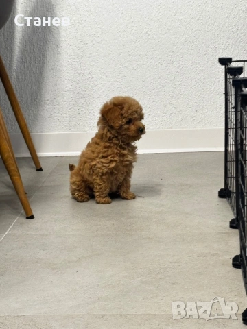 Мини Той Пудел / Mini Toy Poodle, снимка 8 - Пудели - 53305362