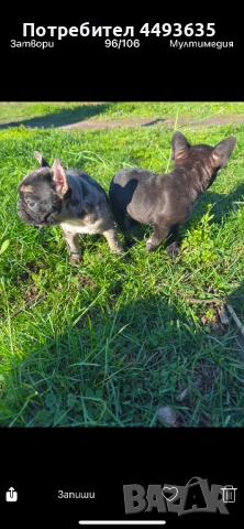 Френски булдог, снимка 4 - Френски булдог - 52665830