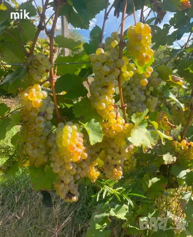Грозде Карловски Мискет