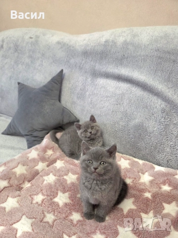 Продавам британски късокосмести котета, снимка 9 - Британска късокосместа - 46684108