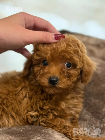 пудел Той/Тийкъп пудел , снимка 8 - Пудели - 51733780