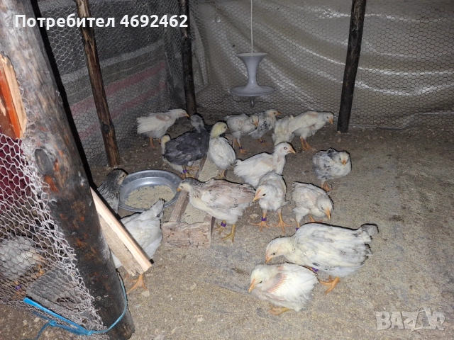 Селски петлета