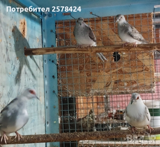 Продавам двете млади диамантени гугутки 0879166611