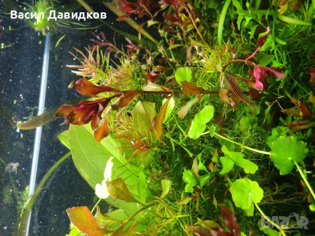 Растения за аквариум и езеро , имам излишни стартирани аквариуми., снимка 7 - Други - 40840532