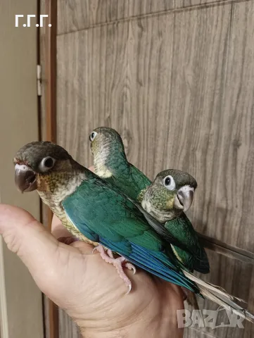 Бебета папагали Пирура молина тюркоаз опалин , снимка 3 - Папагали - 56111699