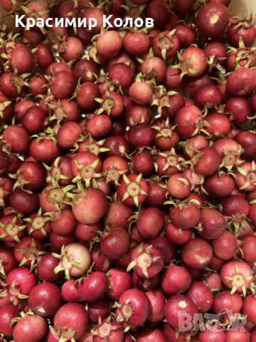 Ягодова мирта, чилийска гуава, Ugni molinae, растения плододаващи, екзотични