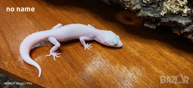 Леопардови гекони Diablo Blanco (Eublepharis macularius) , снимка 4 - Гекон - 52153005