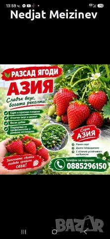 Ягоди сорт Азия