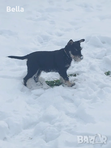 Мини шнауцер 