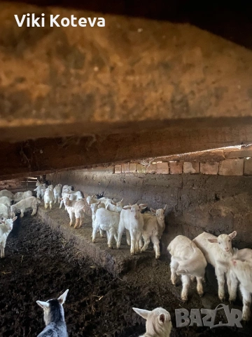 Продавам ярета ББМ на 45 дена, снимка 2 - Кози - 53674373