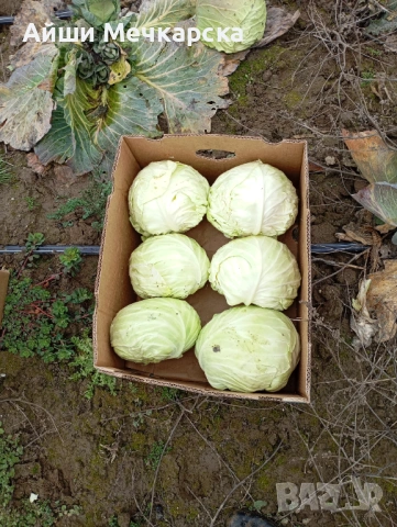 Продавам зеле Чиърс на едро , снимка 4 - Други - 52086423