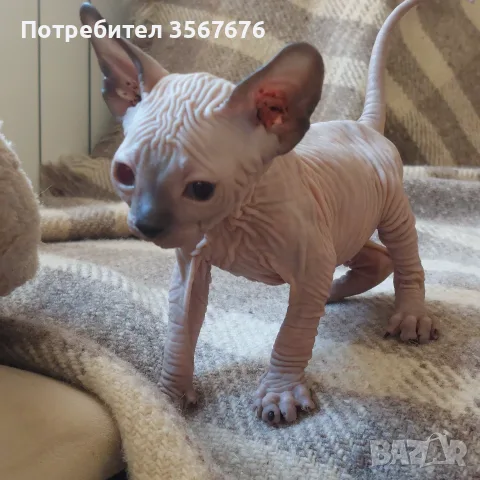 Чистокръвно коте сфинкс, снимка 6 - Сфинксове - 55976219
