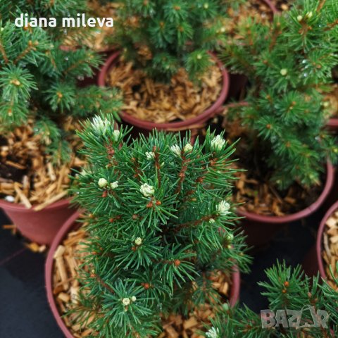 Канадски Смърч, Picea glauca Sanders Blue, снимка 5 - Градински цветя и растения - 40514435