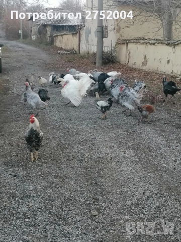 пуйки и пуяци , снимка 6 - Кокошки и пуйки - 52834291