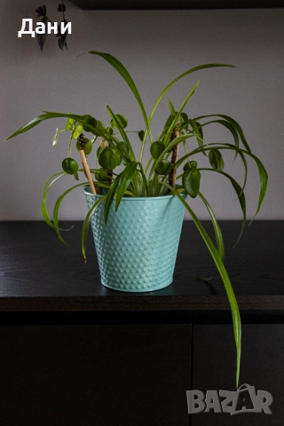 🌿 Китайска паричка (Pilea peperomioides) + Хлорофитум (Chlorophytum comosum) в едно 🌿