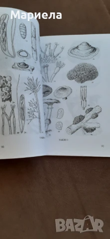 Паразитни гъби по лозата, снимка 5 - Специализирана литература - 51429183