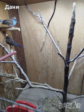 Синя пеперуда мъжка, емблема пикта чифт. , снимка 4 - Амадини - 52952333