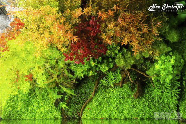 Торове за аквариумни растения, снимка 4 - Други - 40176371