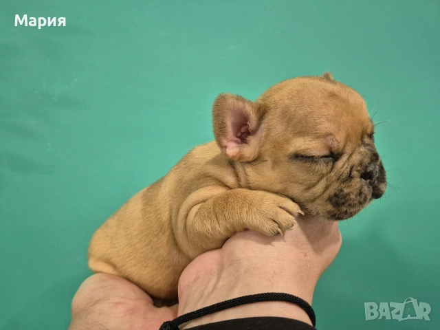 Френски булдог , снимка 7 - Френски булдог - 53605665