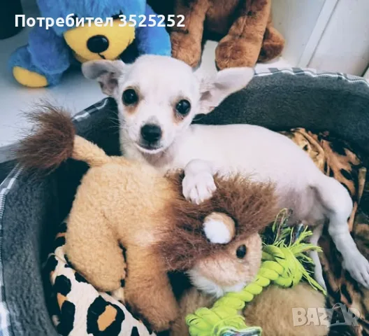   БЯЛО  МОМИЧЕ   ЧИХУАХУА  , С  2-  ВАКСИНИ  ОБЕЗПАРАЗИТЕНА  ВЪТРЕШНО И ВЪНШНО !
