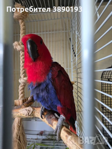 Папагал еклектус , снимка 1