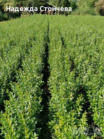 Лигуструм зелен (Ligustrum Ovalifolium)на гол корен, снимка 4 - Градински цветя и растения - 44290761