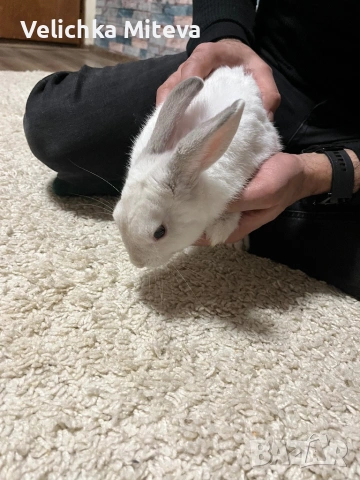  Декоративно Бяло Зайче на 6 месеца, снимка 4 - Други животни - 53488893