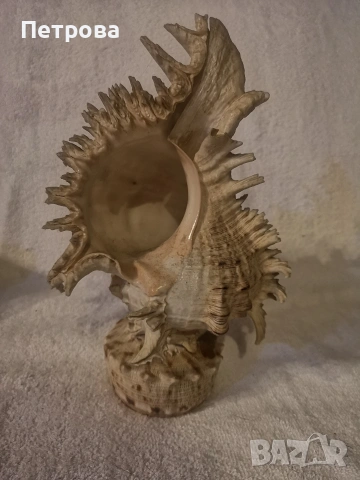 голям рапан-океански естествен. 