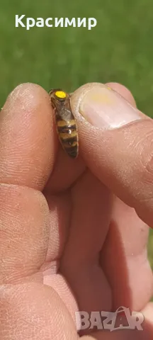 Пчелни майки , снимка 7 - За пчели - 50136669