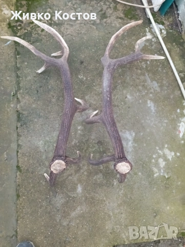 Продавам рога от елен ., снимка 7 - Други услуги - 53637621