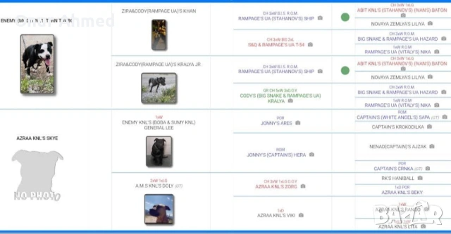 Питбули, снимка 15 - Питбул - 53784911