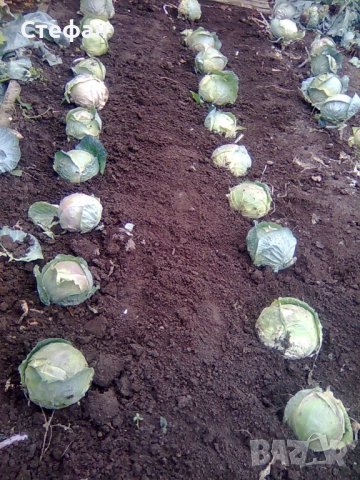 Произвеждам Семе за Зеле-"Кнежкото зеле", снимка 5 - Други - 41958643