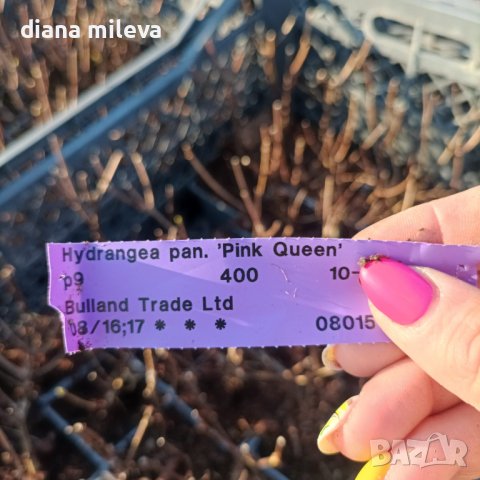 Хортензия Розова Кралица за супер слънце, Hydrangea paniculata `Pink Queen`, снимка 4 - Градински цветя и растения - 41281538