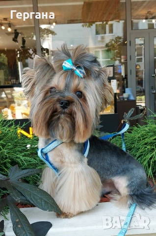 Мини йоркширски териер за разплод