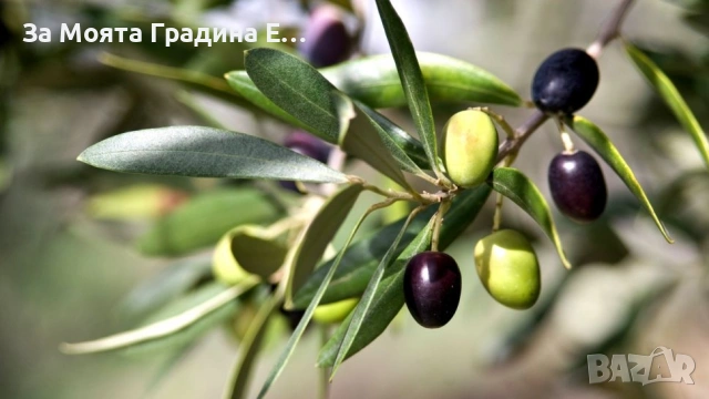 Маслина 3 сорта, снимка 3 - Градински цветя и растения - 53623214