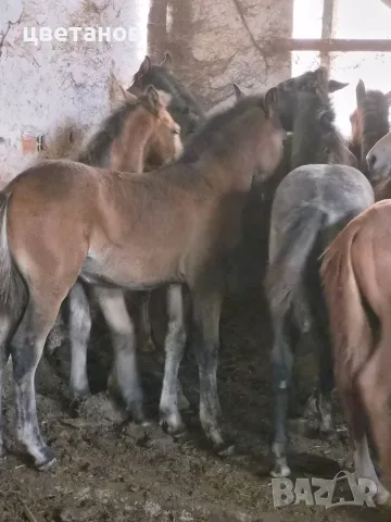 Елитни тежковози кончета, снимка 7 - Коне - 56344014