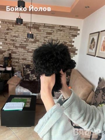 Мини, мини пуделче, снимка 6 - Пудели - 53139483