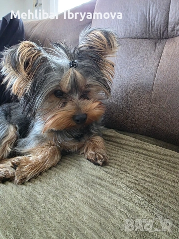йорки на 8 месеца , снимка 2 - Йоркширски териер - 53762347