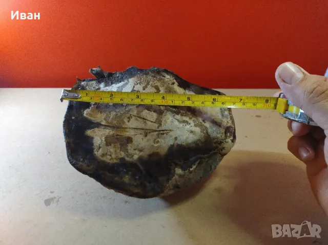 Дървесни гъби за декорация , снимка 9 - Други - 49038065